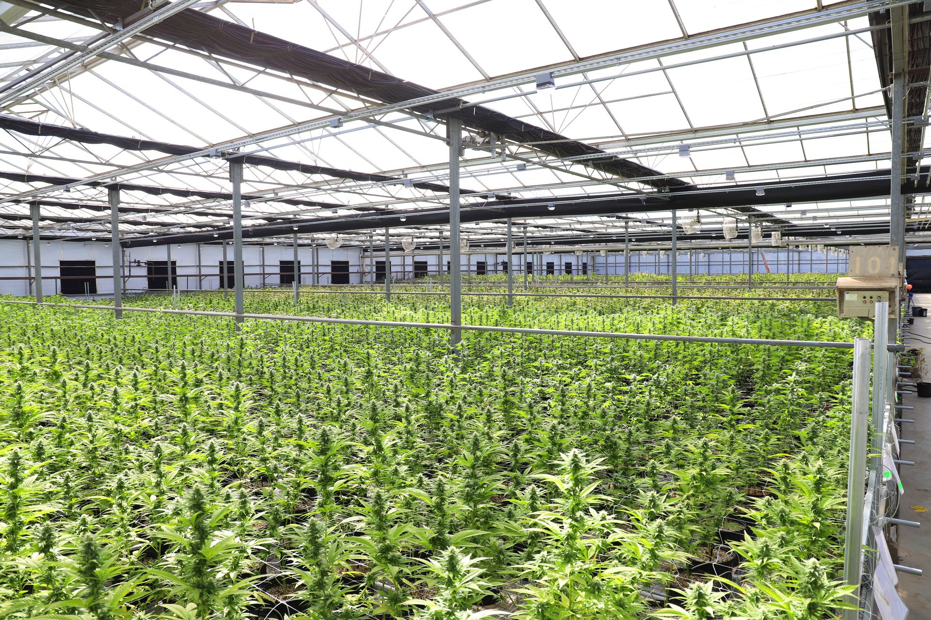 Expansive indoor cannabis greenhouse in Salinas, showcasing healthy marijuana plants under sunlight.