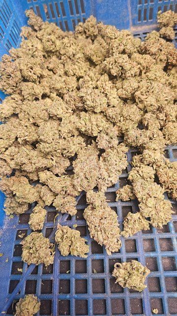 2 Cannabis Harvesting