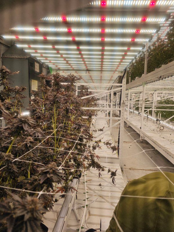 4 Cannabis Defoliation