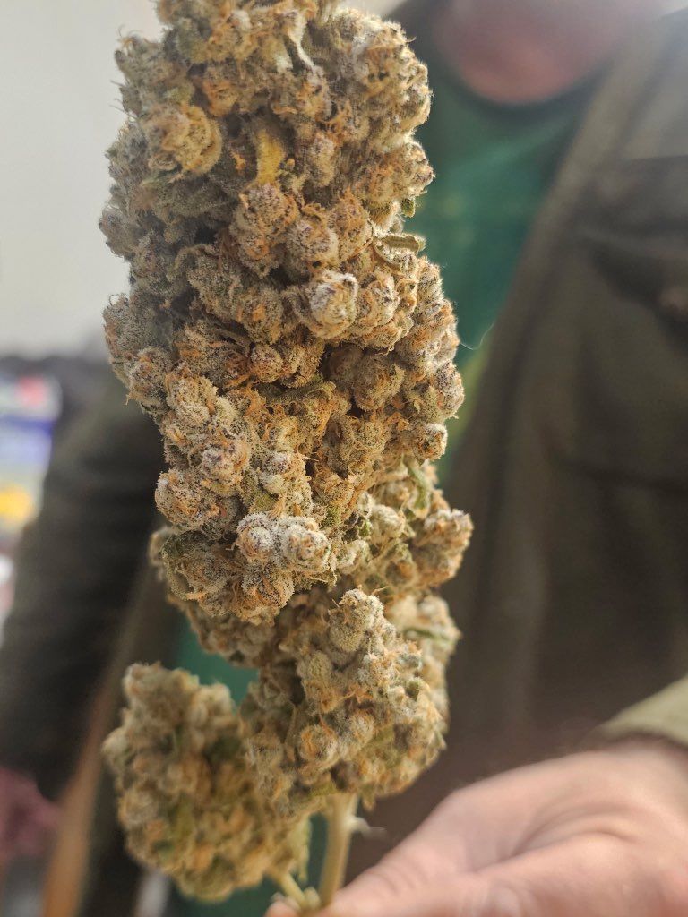 1 Cannabis Trimming